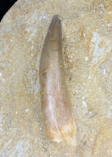 Fossil Plesiosaur Tooth In Matrix #19091